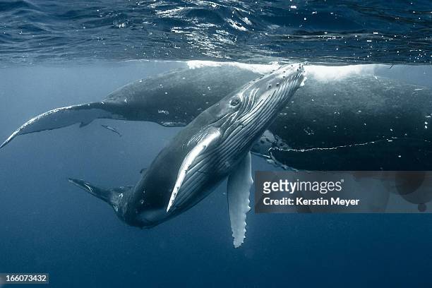 humpback calf - images of whale underwater stock pictures, royalty-free photos & images
