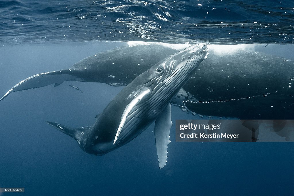 Humpback calf