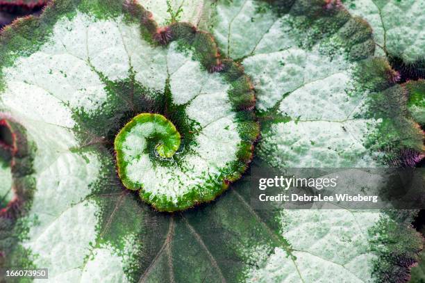 spinning out of control - begonia stockfoto's en -beelden