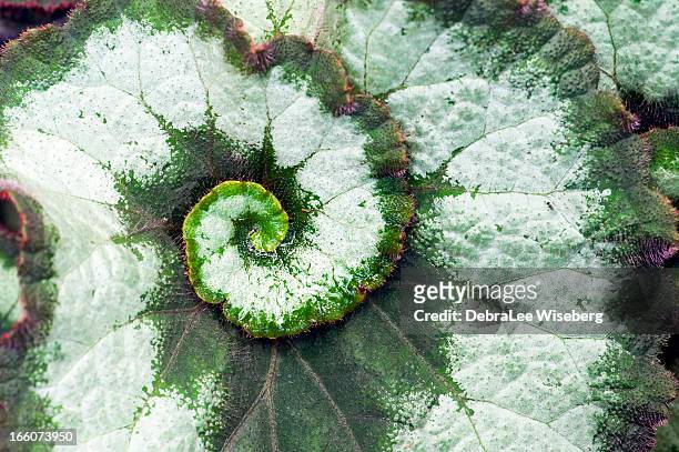 spinning out of control - begonia stock pictures, royalty-free photos & images