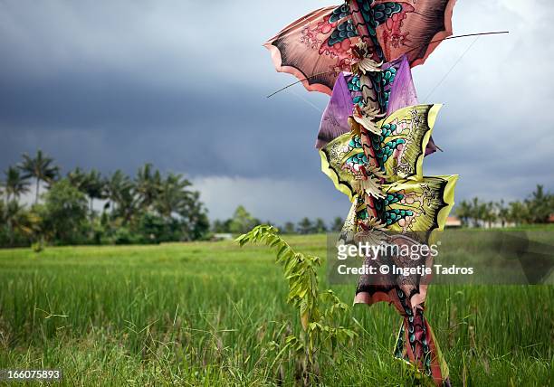 pole with bright kites standing in a rice field - indonesian kite stock pictures, royalty-free photos & images