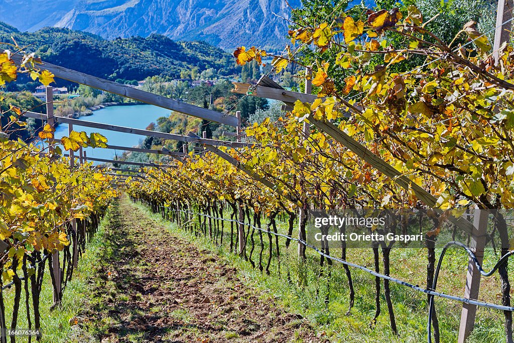 Vineyard mit Blick auf den Lake Santa Massenza, Italien