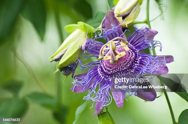 wild passion - passion fruit flower images stock pictures, royalty-free photos & images