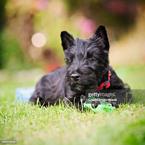 scottie puppy and his car - scottish terrier stock pictures, royalty-free photos & images