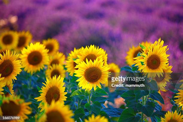 sunflowers with lavender fields in provence - sunflower stock pictures, royalty-free photos & images