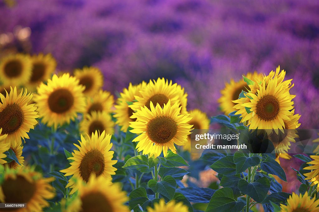 Sunflowers with lavender fields in Provence