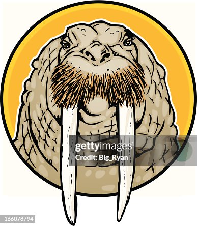 Walrus face Walrus face