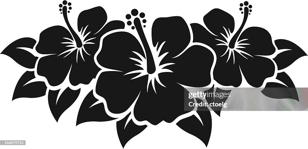 Hibiscus Flowers High-Res Vector Graphic - Getty Images