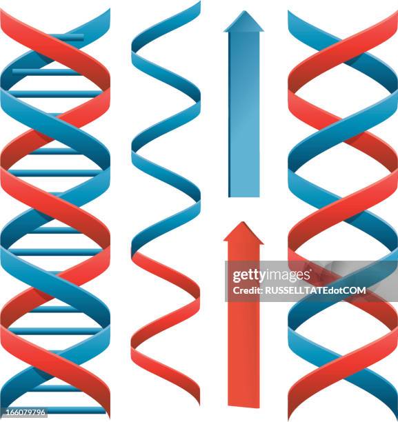 red and blue helix - helix infographic stock illustrations