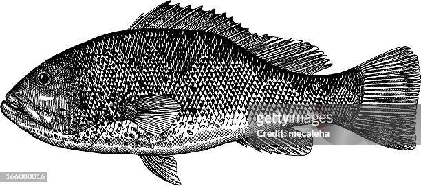 ilustraciones, imágenes clip art, dibujos animados e iconos de stock de mero pescado dibujo - grouper