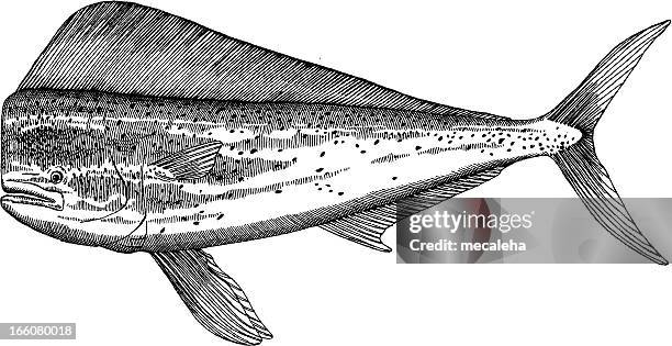 ilustraciones, imágenes clip art, dibujos animados e iconos de stock de dolfinfish dibujo - dolphin fish
