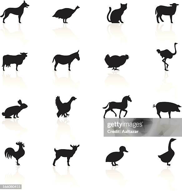 ilustraciones, imágenes clip art, dibujos animados e iconos de stock de negro de animales de granja de símbolos - gallito