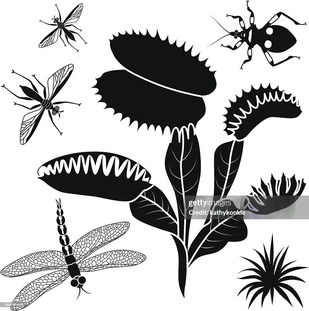 Venus fly trap e insectos