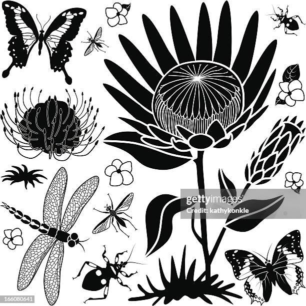 tropical design elements - protea stock illustrations