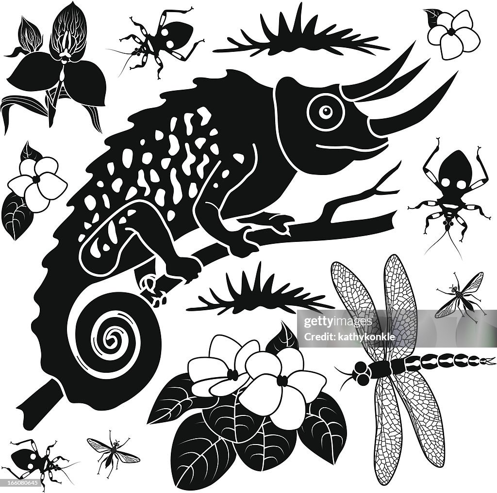 Chameleon design elements