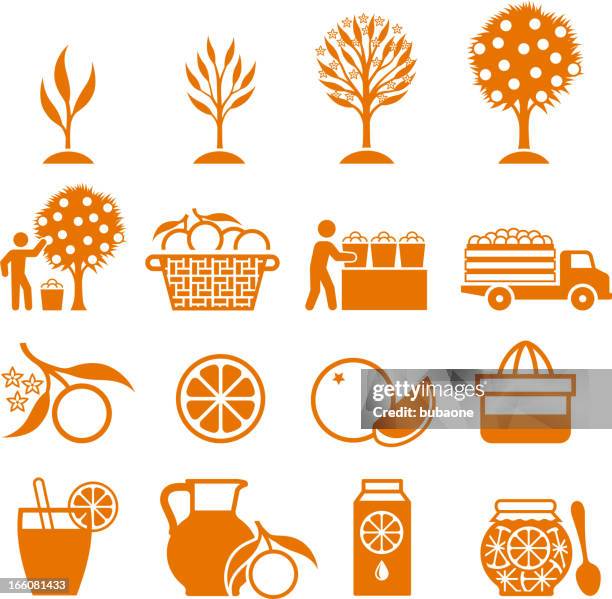 ilustrações, clipart, desenhos animados e ícones de orange árvore crescendo e agricultura orgânica preto & ícones de branco - citrus fruit