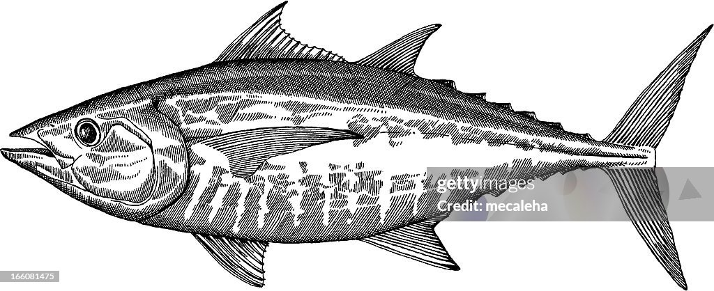 Tuna Fish Drawing
