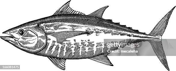 tuna fish drawing - animal fin stock illustrations