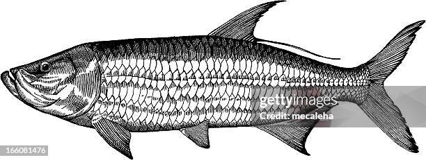 tarpon fish drawing - salt water fish stock illustrations