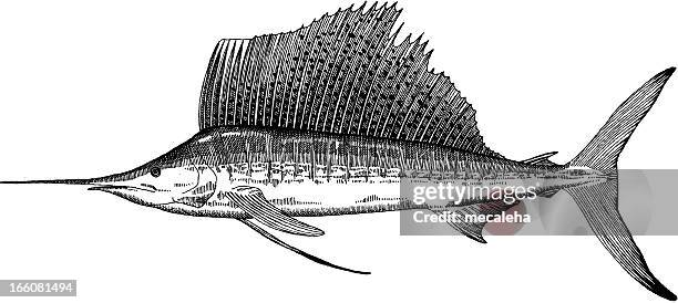 sailfish zeichnung - segelfische stock-grafiken, -clipart, -cartoons und -symbole