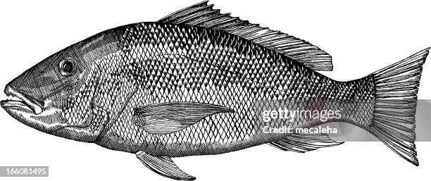 snapper fish drawing - black snapper stock illustrations