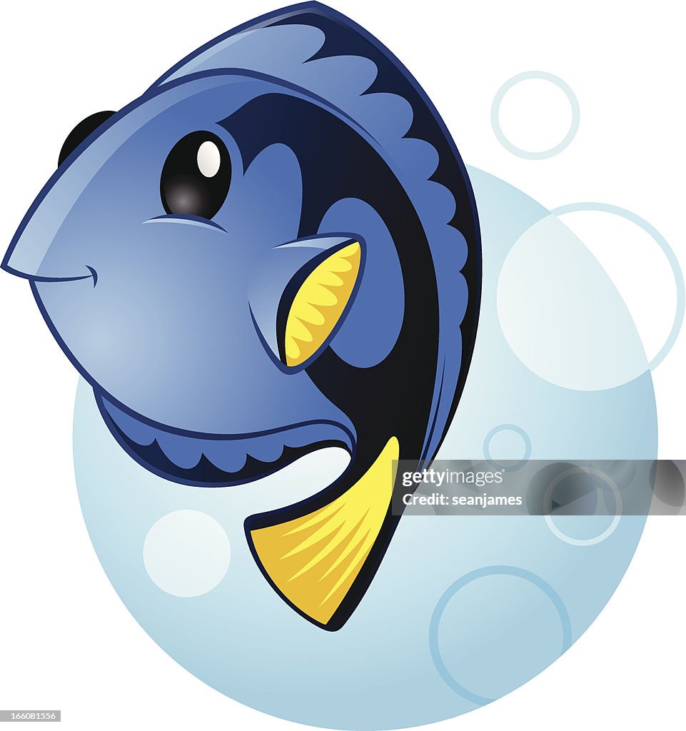 Blue Tang Marine Fish