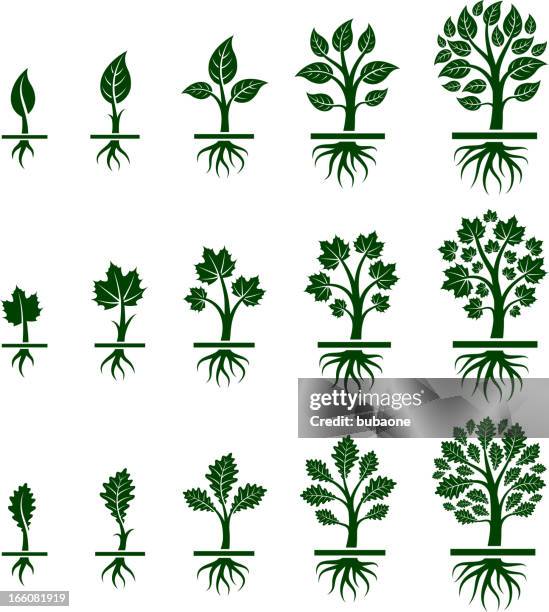 stockillustraties, clipart, cartoons en iconen met tree growing maple, oak and birch in nature - oorsprong