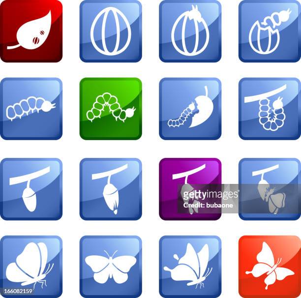 cocoon to butterfly transformation royalty free vector icon set stickers - woodland skipper stock illustrations