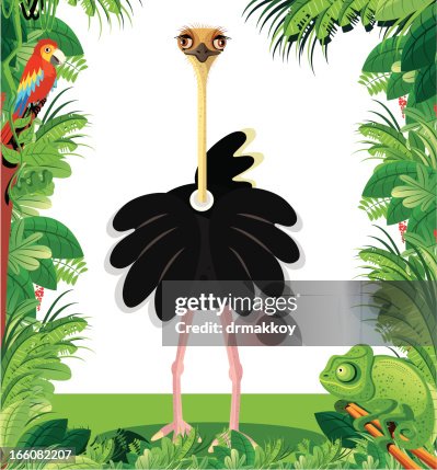 Ostrich Ostrich