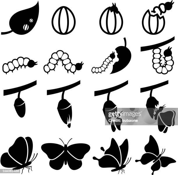 ilustraciones, imágenes clip art, dibujos animados e iconos de stock de crisálida de mariposa vida proceso de transformación vector icono conjunto - nymphalidae mariposa