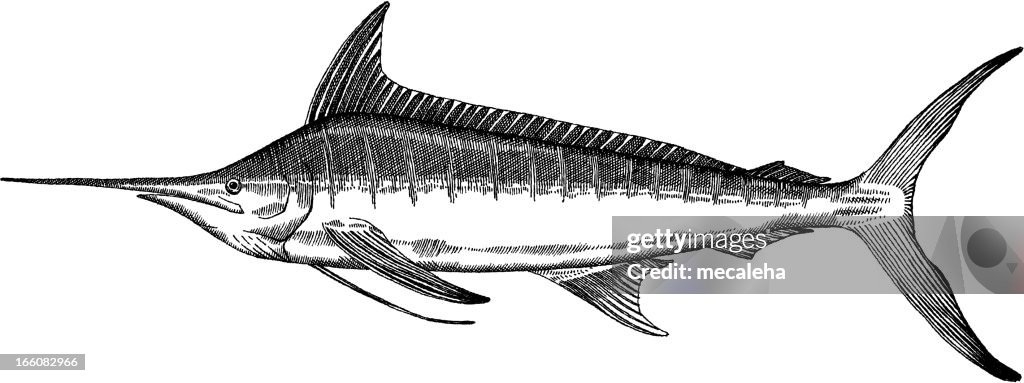 魚の描出