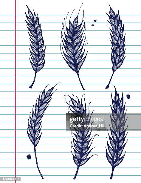 vector sketchy wheat icons on white lined paper background. - organic grass pattern stock illustrations