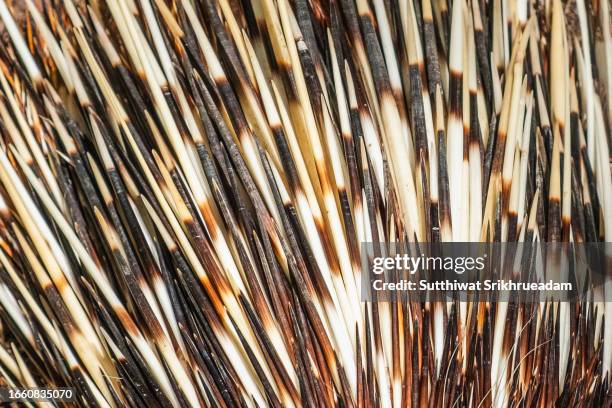 porcupine quill - bristle stock pictures, royalty-free photos & images