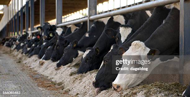the dairy herd - ensilage bildbanksfoton och bilder