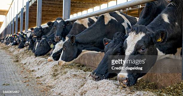 fütterung zeit - dairy cows stock-fotos und bilder