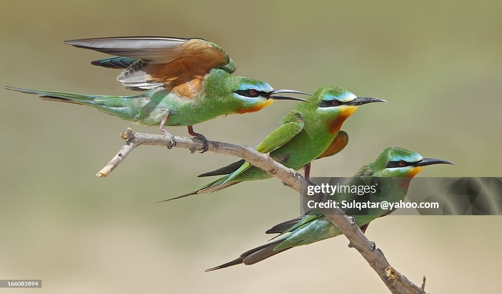 Blue checked bee eaters