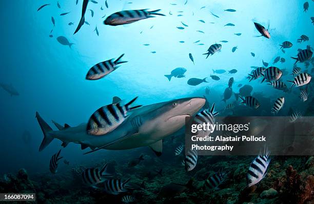 grey reef shark with damsel fish - ペレスメジロザメ ストックフォトと画像