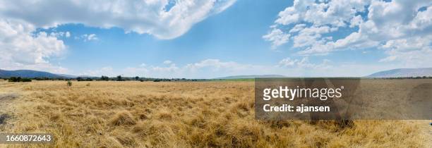 panoramafoto einer savanne in einem nationalpark mit giraffe und zebra am horizont - mountain zebra nationalpark stock-fotos und bilder
