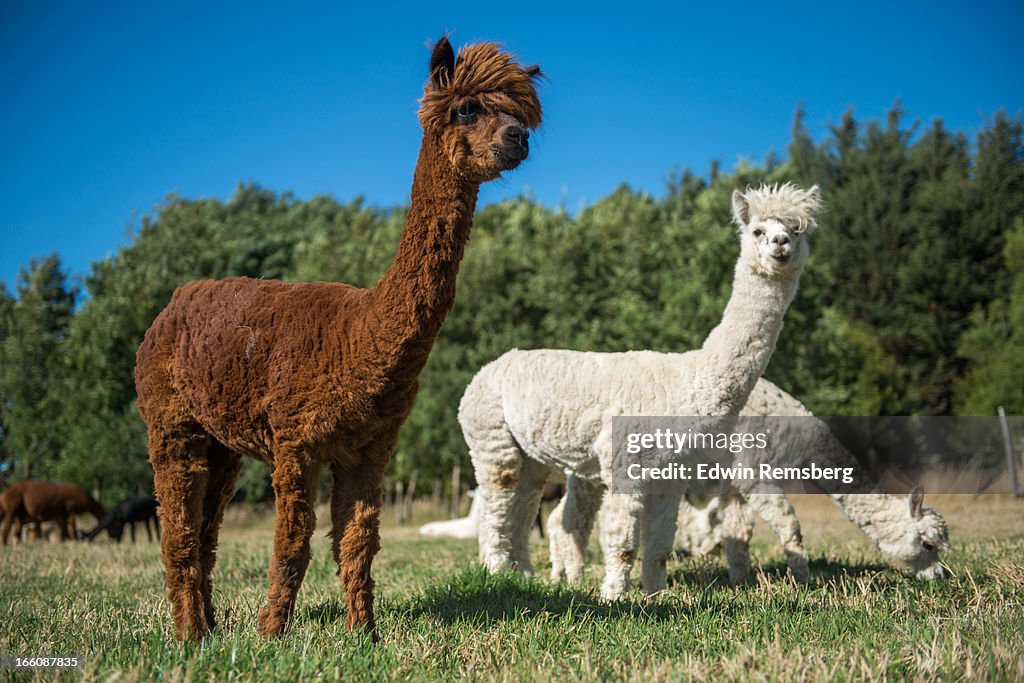 Pack of alpaca