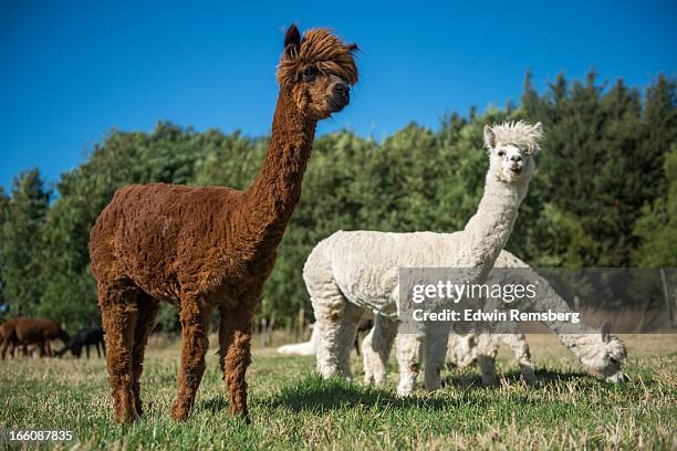 pack of alpaca - middelgrote groep dieren stockfoto's en -beelden