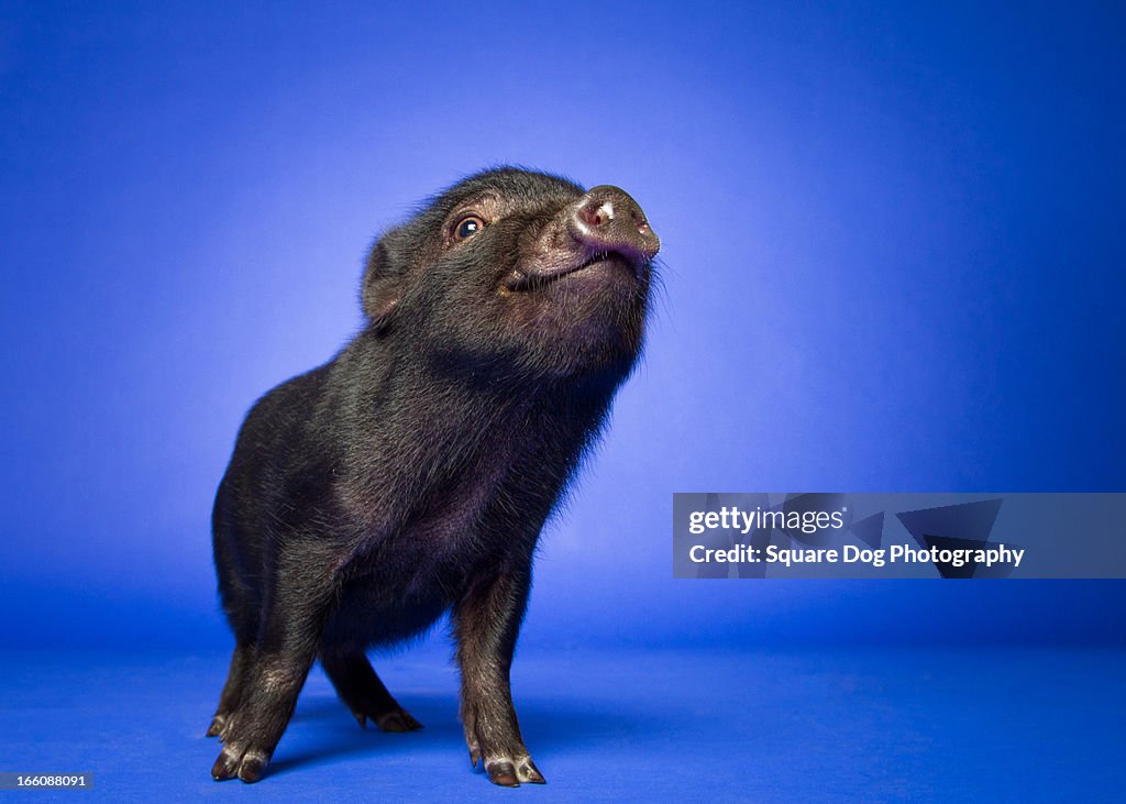 A Happy Pig