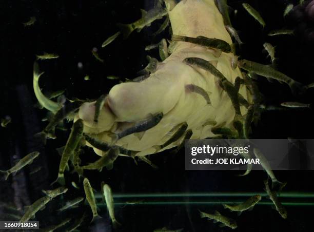 Kangal Fish Spring 77 Kangal Fish Stock Photos, High-Res Pictures, and Images - Getty Images
