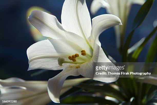 white lily -  firak stock pictures, royalty-free photos & images