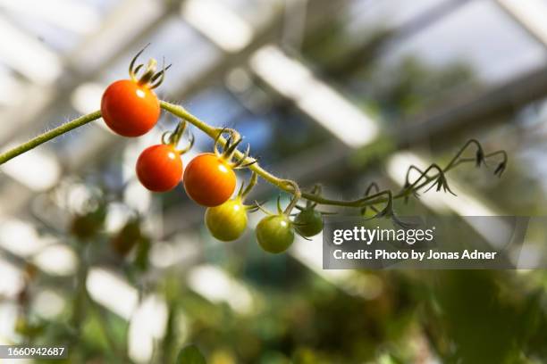 tomatoes on a branch - sverige odla tomat bildbanksfoton och bilder