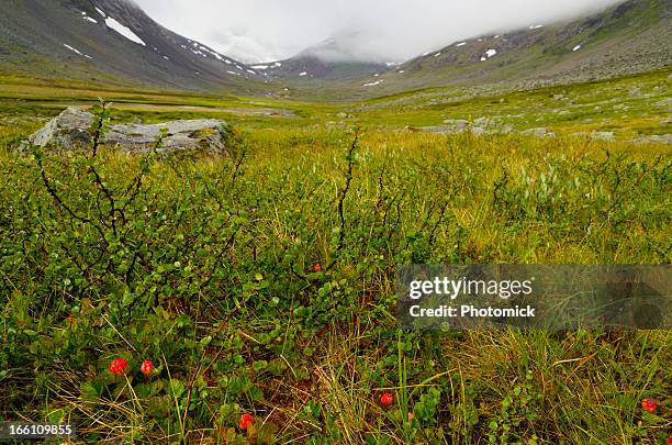 arctic cloudberries in lapland - cloudberry stockfoto's en -beelden