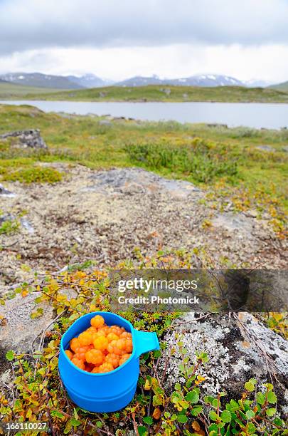 blue mug with cloudberries in arctic landscape - wilderness area stockfoto's en -beelden