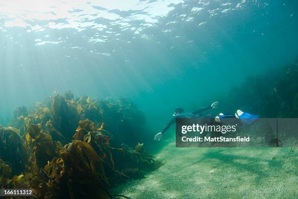 snorkelling - underwater diving stock pictures, royalty-free photos & images