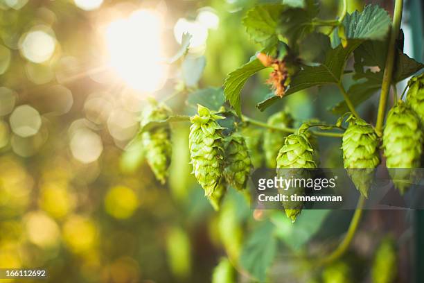 fresh ripe summer grown hops for beer home brewing - 蛇麻草 個照片及圖片檔