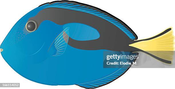 blue surgeon fish - acanthuridae stock illustrations