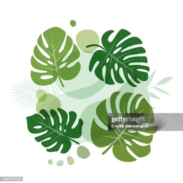 abstrakter einfacher hintergrund mit monstera-blättern strichzeichnungen - monstera stock-grafiken, -clipart, -cartoons und -symbole